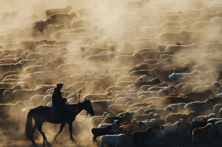 Sheep Photograph - Grazing In The Morning by Adam Chen