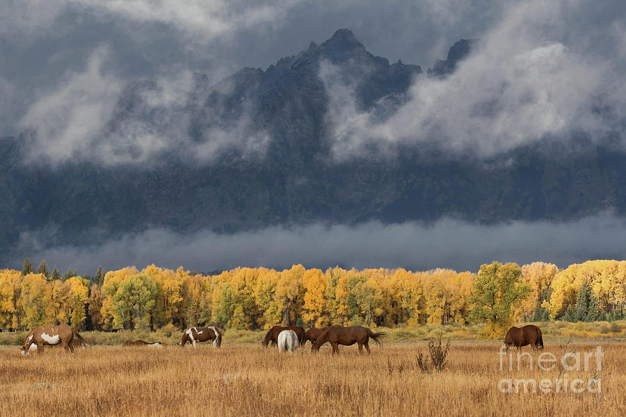 Grazing in the Tetons Photograph by Lynn Sprowl