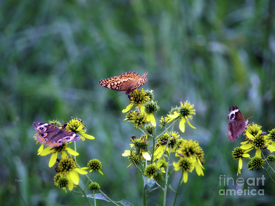 Butterflies Photograph - Grazing In Threes by Steven Digman Butterflies Photograph - Grazing In Threes by Steven Digman