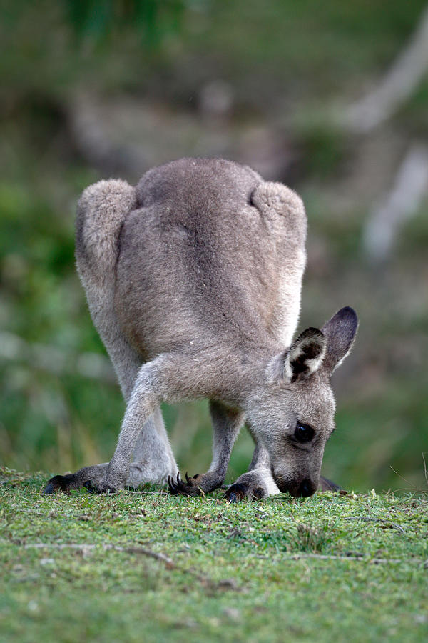 Grazing Kangaroo Photograph by Nicholas Blackwell