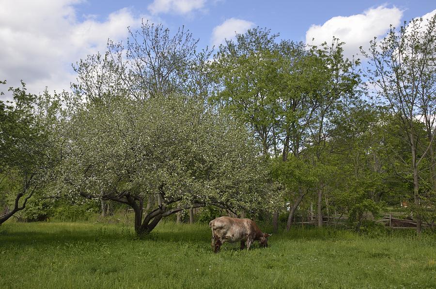 Nature Photograph - Grazing by Linda C Johnson Nature Photograph - Grazing by Linda C Johnson