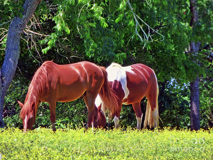 Grazing Mates Painting by Linda M Gardner - Fine Art America