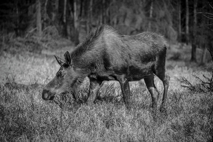 Grazing Moose - 8741 BW Photograph by Teresa Wilson