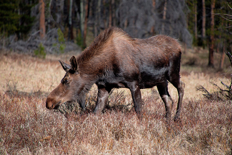Grazing Moose - 8741 Photograph by Teresa Wilson