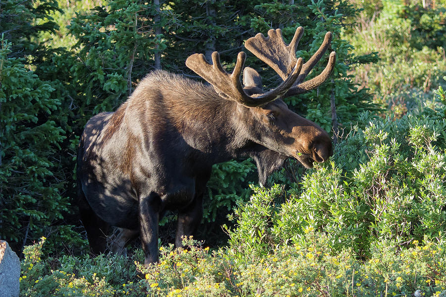 Grazing Moose Photograph by Mark Little