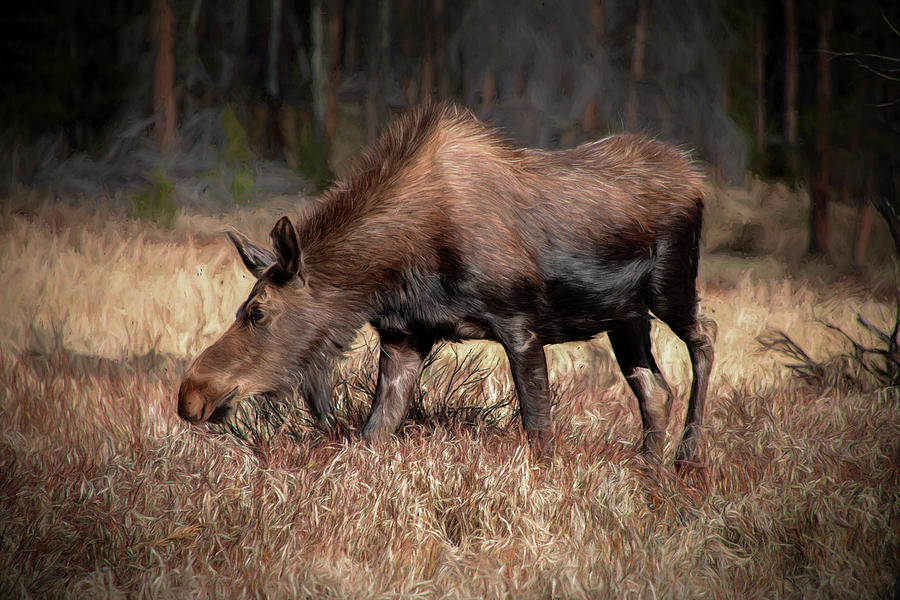 Grazing Moose Painterly Photograph by Teresa Wilson