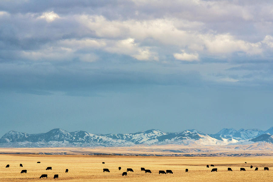Mountain Photograph - Grazing Near Highwood by Todd Klassy