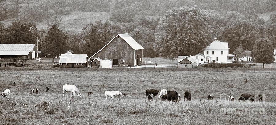 Grazing on a Hazy Morning 1033 Photograph by Ken DePue