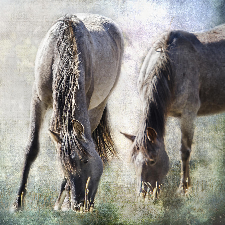 Grazing on Light and Freedom Photograph by Belinda Greb