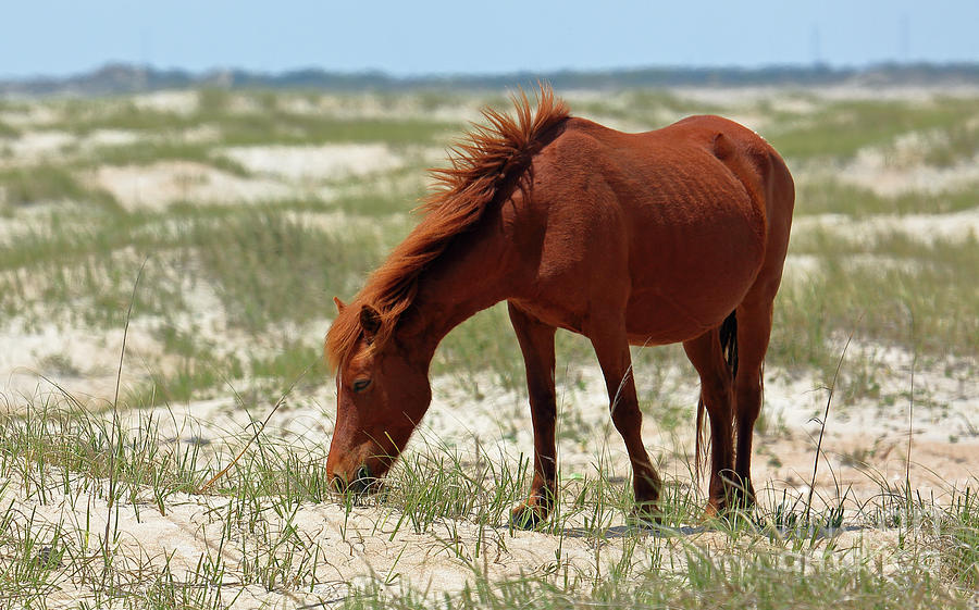 Grazing On Sawgrass Photograph By John Wijsman - Fine Art America