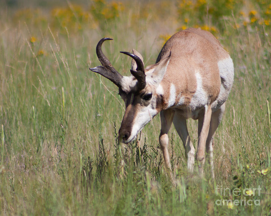 Grazing Pronghorn Photograph by Katie LaSalle-Lowery