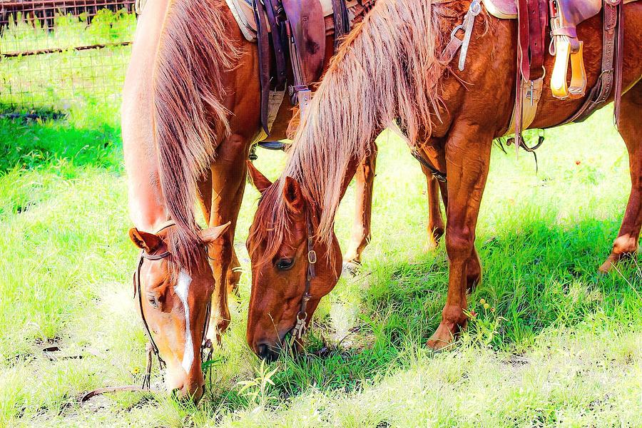 Grazing Ranch Horses Photograph by Jeanie Mann Pixels