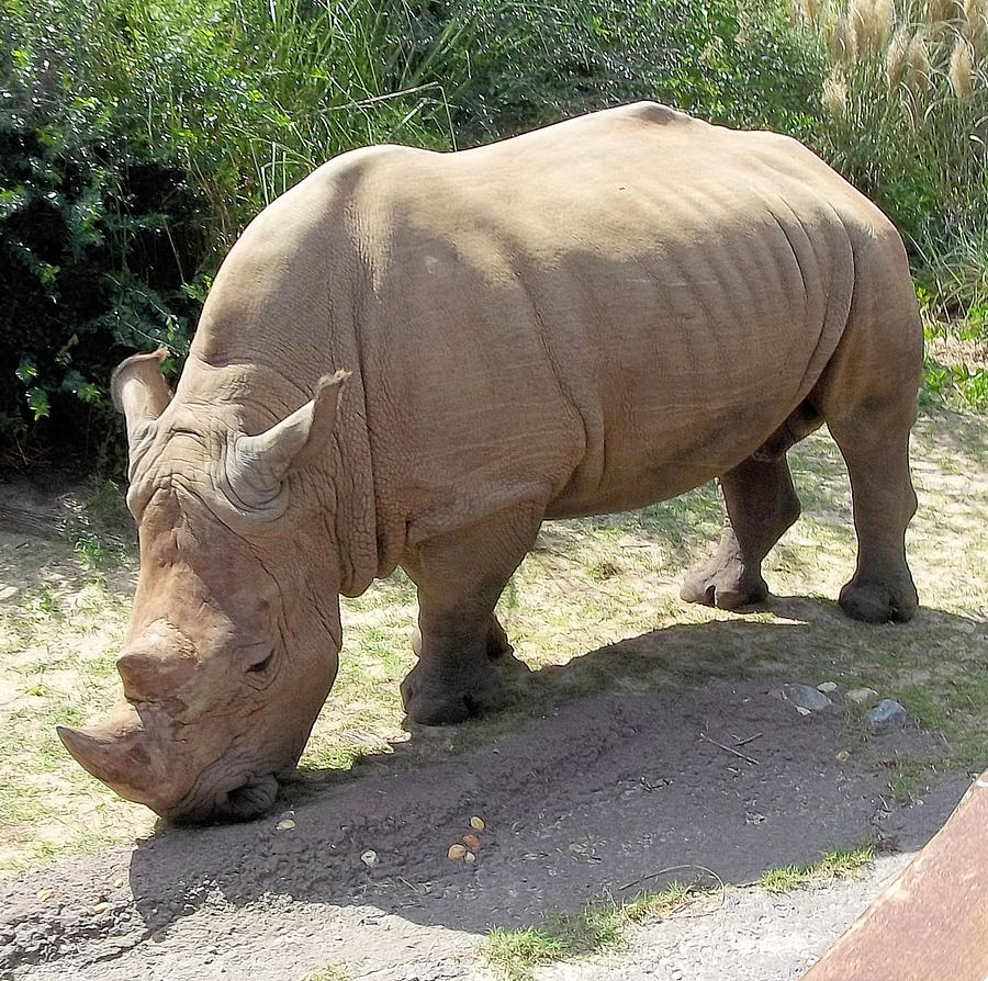 Grazing Rhino Photograph by D Rogers - Pixels