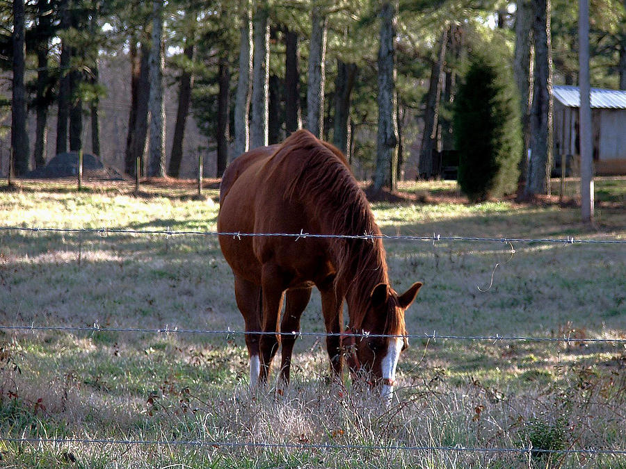 Grazing Photograph by Robert Meanor