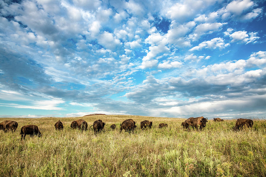 Bison Photograph - Grazing - Bison Herd Under Blue Sky in Oklahoma by Southern Plains Photography