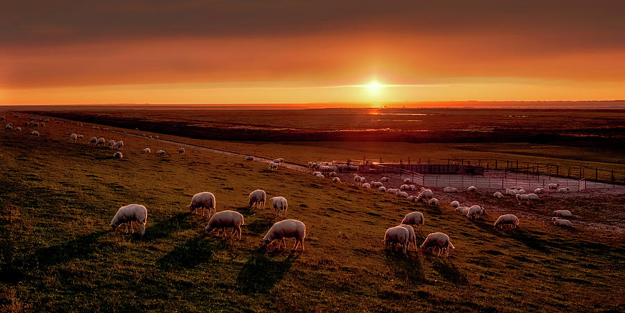 Grazing Sheep Photograph by Mountain Dreams