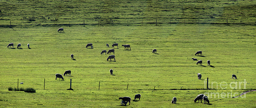 Grazing Sheep in Sonoma County California Photograph by Wernher Krutein