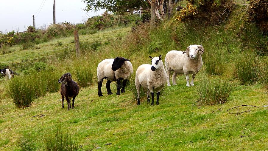 Grazing sheep Photograph by Sue Morris