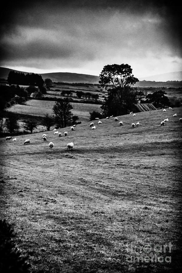 Grazing Sheep Photograph by Thomas R Fletcher