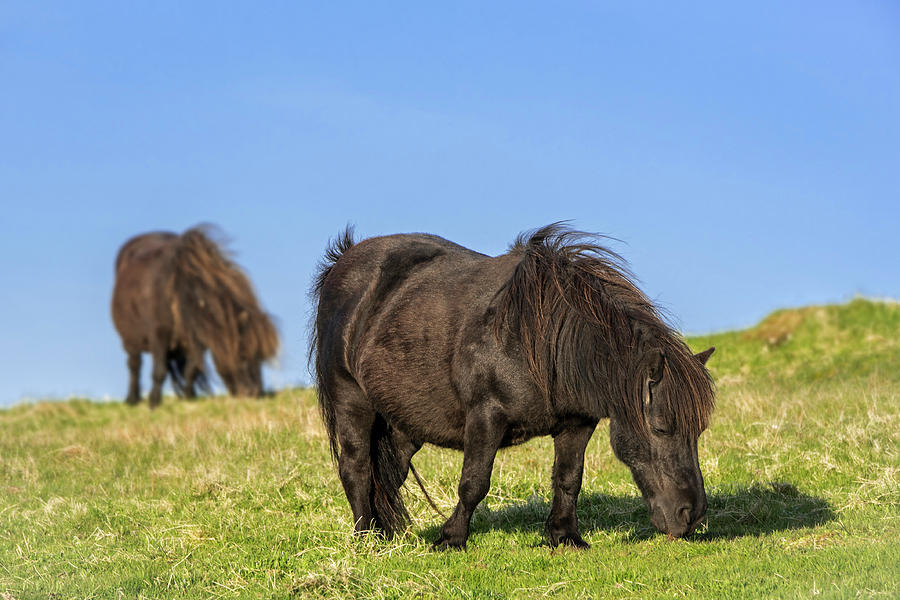 Grazing Shetland Ponies Photograph by Arterra Picture Library