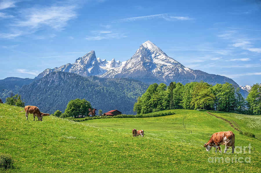 Grazing the Alps Photograph by JR Photography
