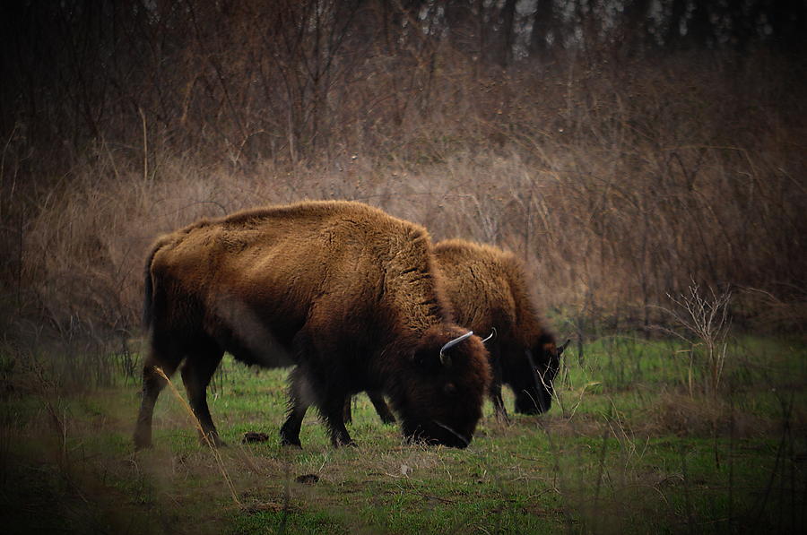 Grazing Photograph by Thomas Gorman - Fine Art America