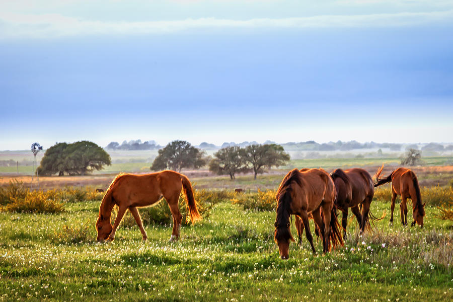 Grazing Time Photograph