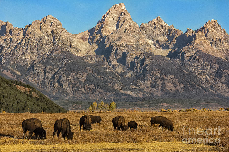 Grazing Under the Tetons Wildlife Art by Kaylyn Franks Photograph by Kaylyn Franks