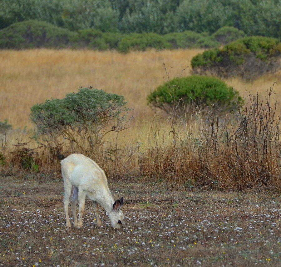  Grazing White Fawn Photograph by Carla Parris