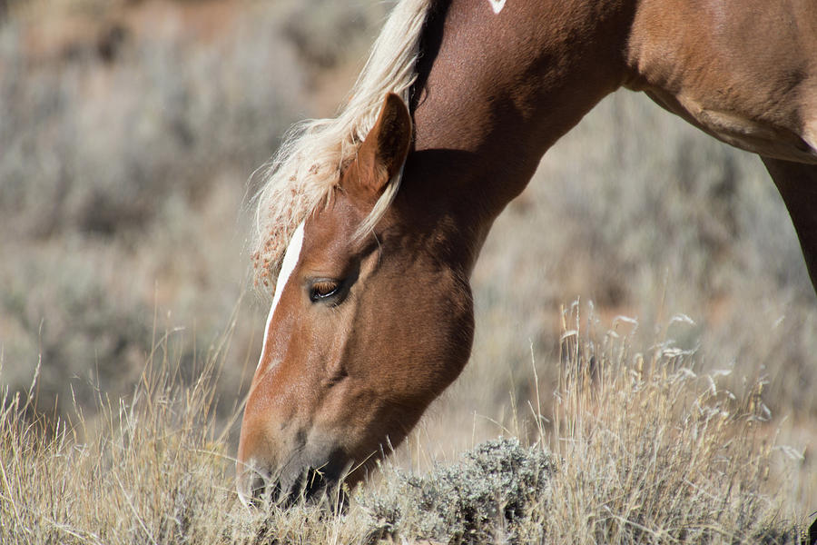 Grazing Wild Horse  Photograph by Frank Madia