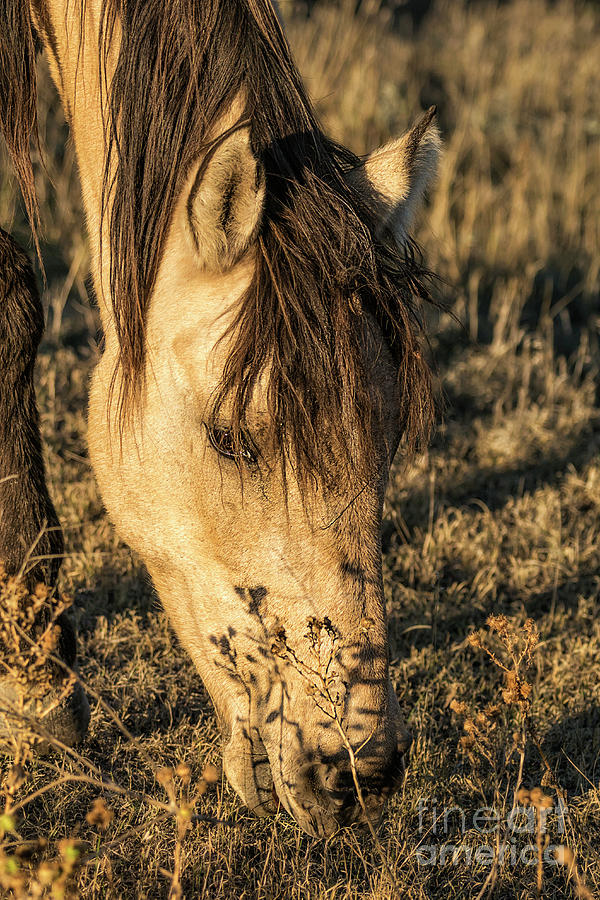 Grazing Wild Mustang Photograph by Priscilla Burgers