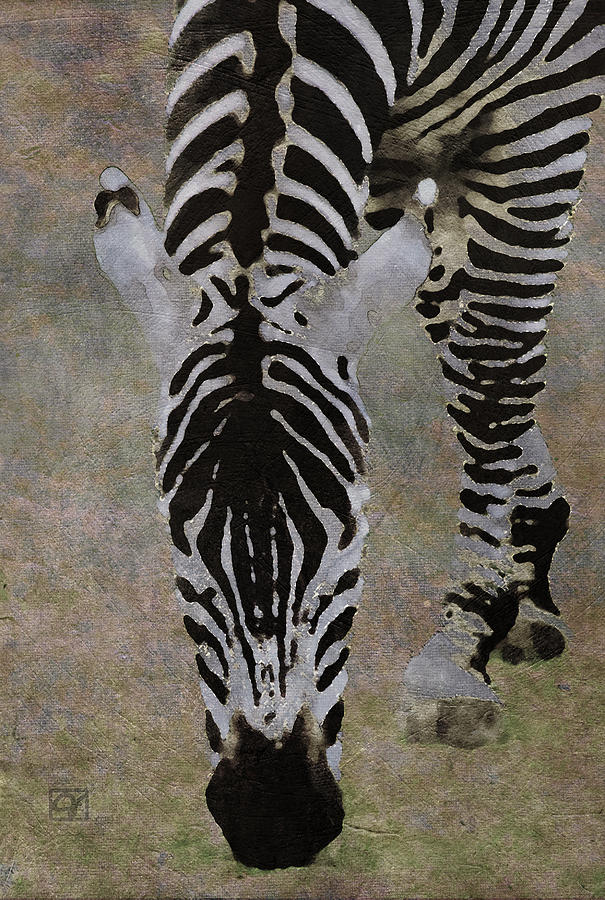 Grazing Zebra Digital Art by Jean Moore