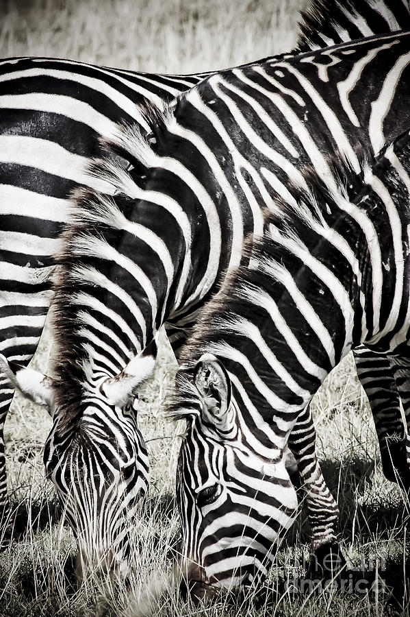 Grazing Zebras Close Up Photograph by Darcy Michaelchuk