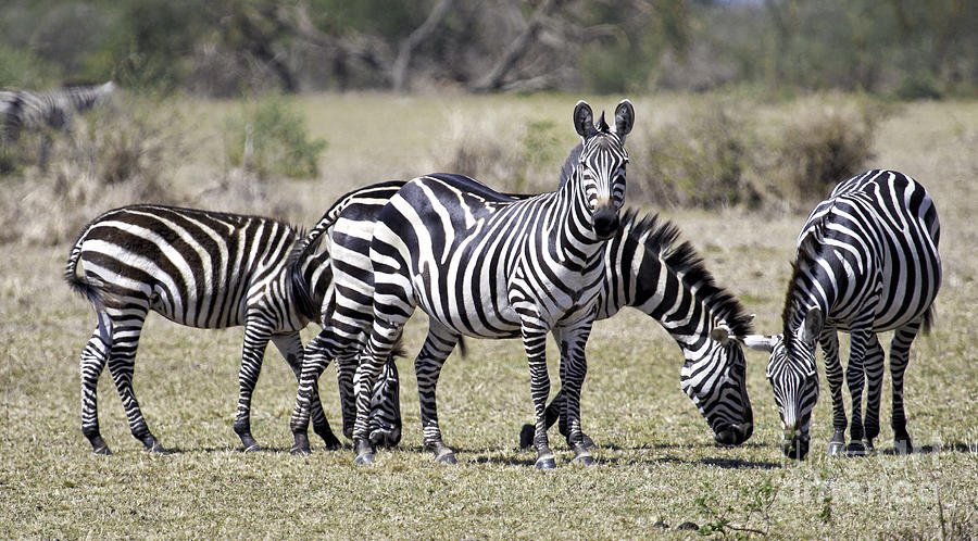 Grazing Zebras Photograph by Timothy Hacker