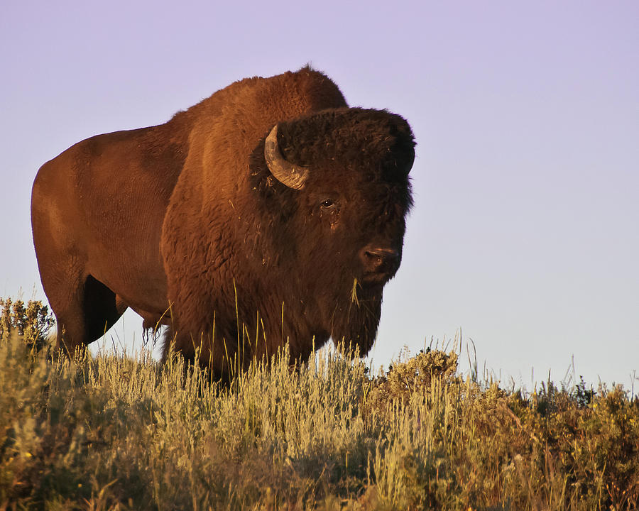 Great American Bison Photograph by Harry Strharsky