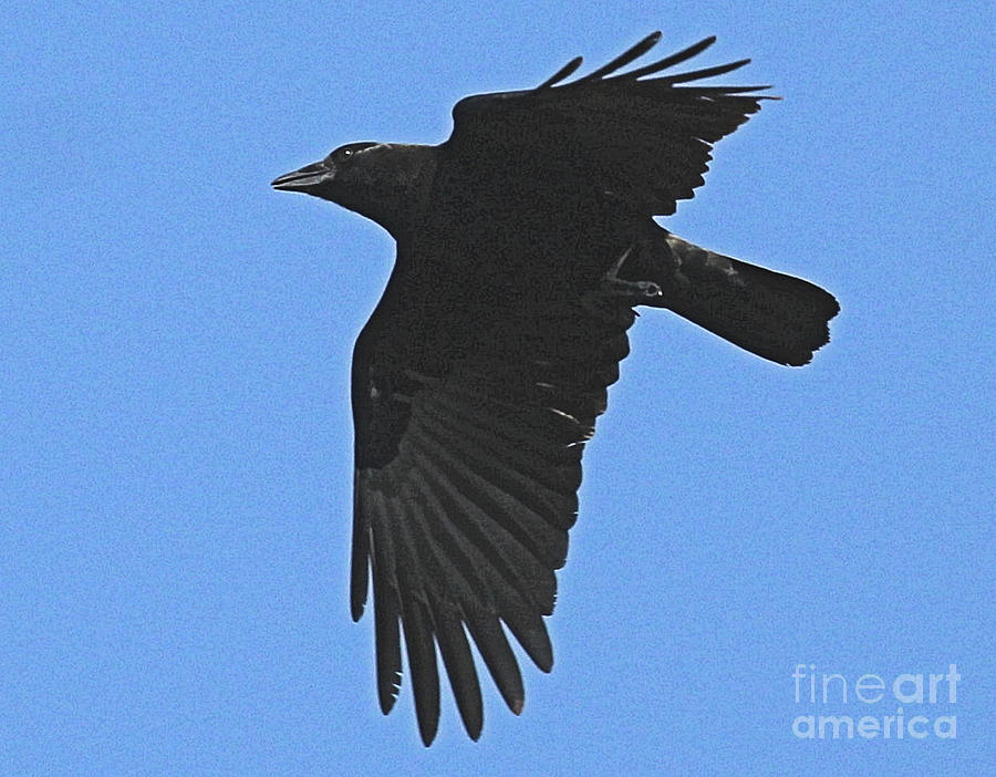 Great American Crow Indiana Skies Photograph by Scott D Van Osdol
