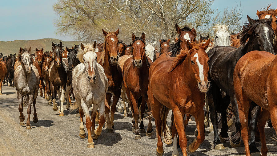 Great American Horse Drive Photograph by Brenda Jacobs