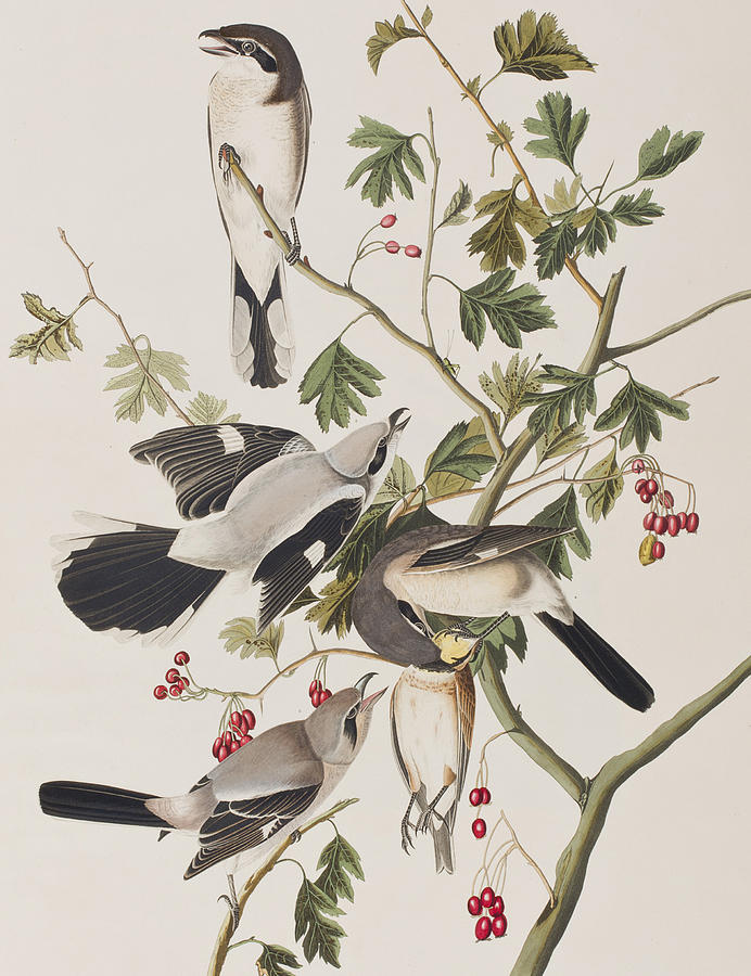 John James Audubon Painting - Great American Shrike by John James Audubon