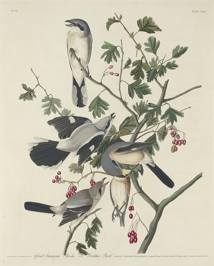 John James Audubon Drawing - Great American Shrike or Butcher Bird by Dreyer Wildlife Print Collections 