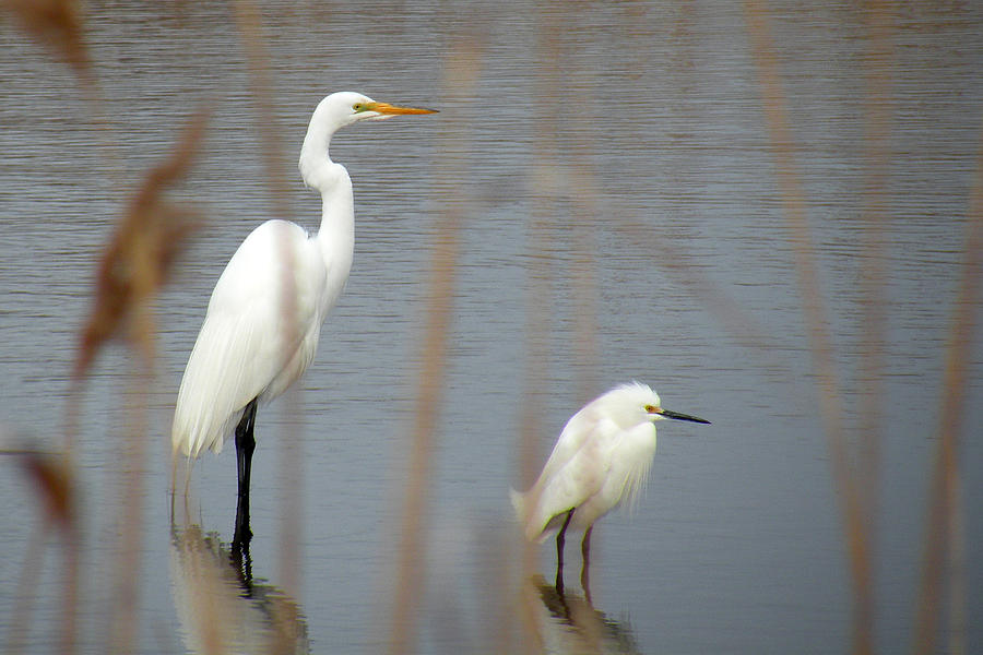 great-and-snowy-egret-photograph-by-donald-cameron-fine-art-america