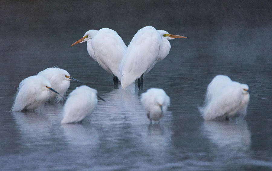 Great and Snowy Egrets 2328-012218-1cr Photograph by Tam Ryan