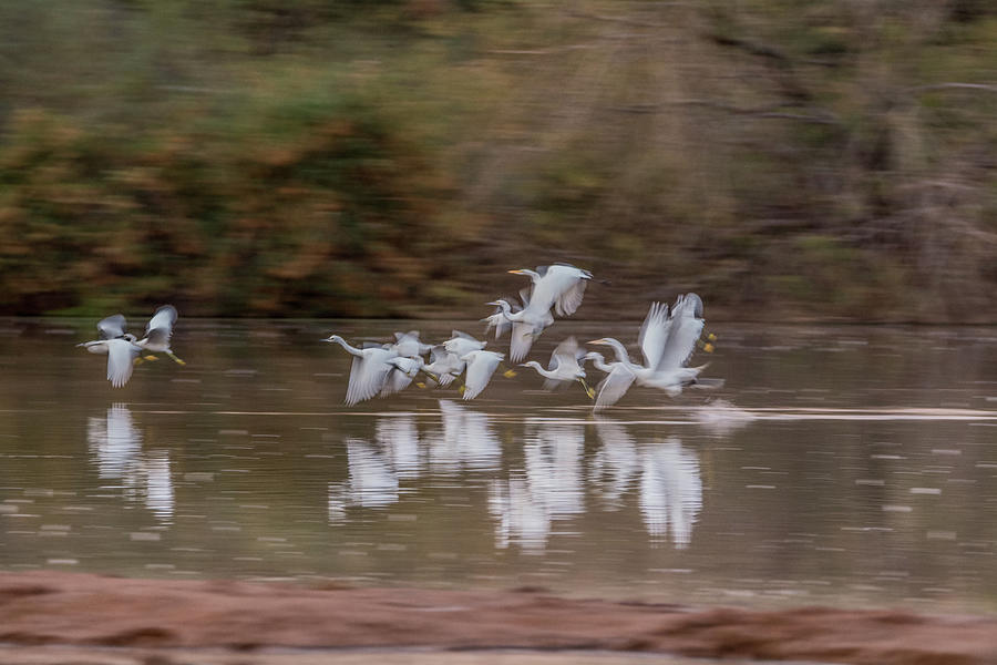 Great and Snowy Egrets Ghost Flight 1263-011518-1 Photograph by Tam Ryan