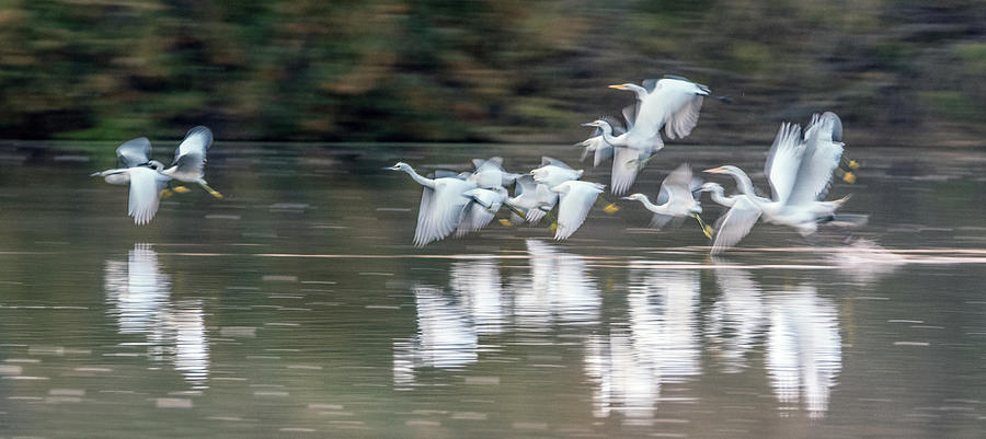 Great and Snowy Egrets Ghost Flight 1263-011518-2 Photograph by Tam Ryan