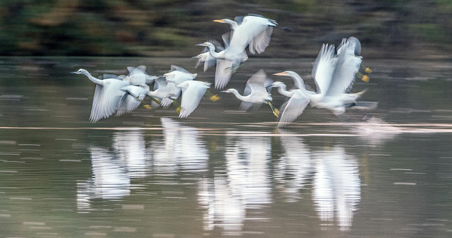 Great and Snowy Egrets Ghost Flight 1263-011518-3 Photograph by Tam Ryan