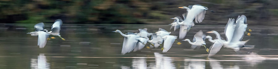 Great and Snowy Egrets Ghost Flight 1263-011518-4 Photograph by Tam Ryan