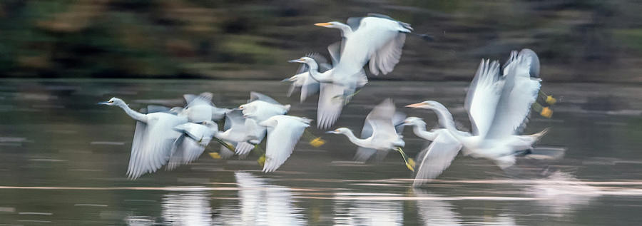 Great and Snowy Egrets Ghost Flight 1263-011518-5 Photograph by Tam Ryan