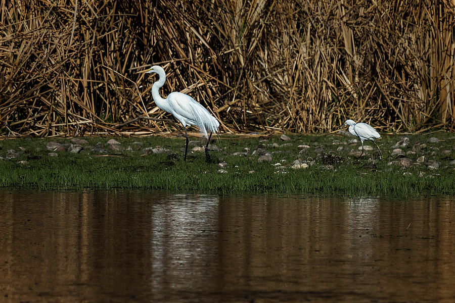 Great and Snowy Egrets, No. 1 Photograph by Belinda Greb