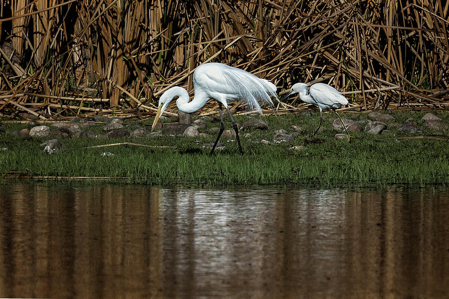 Great and Snowy Egrets, No. 2 Photograph by Belinda Greb