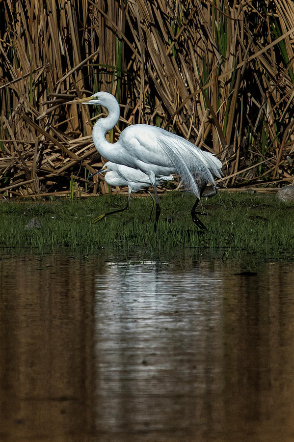 Great and Snowy Egrets, No. 3 Photograph by Belinda Greb