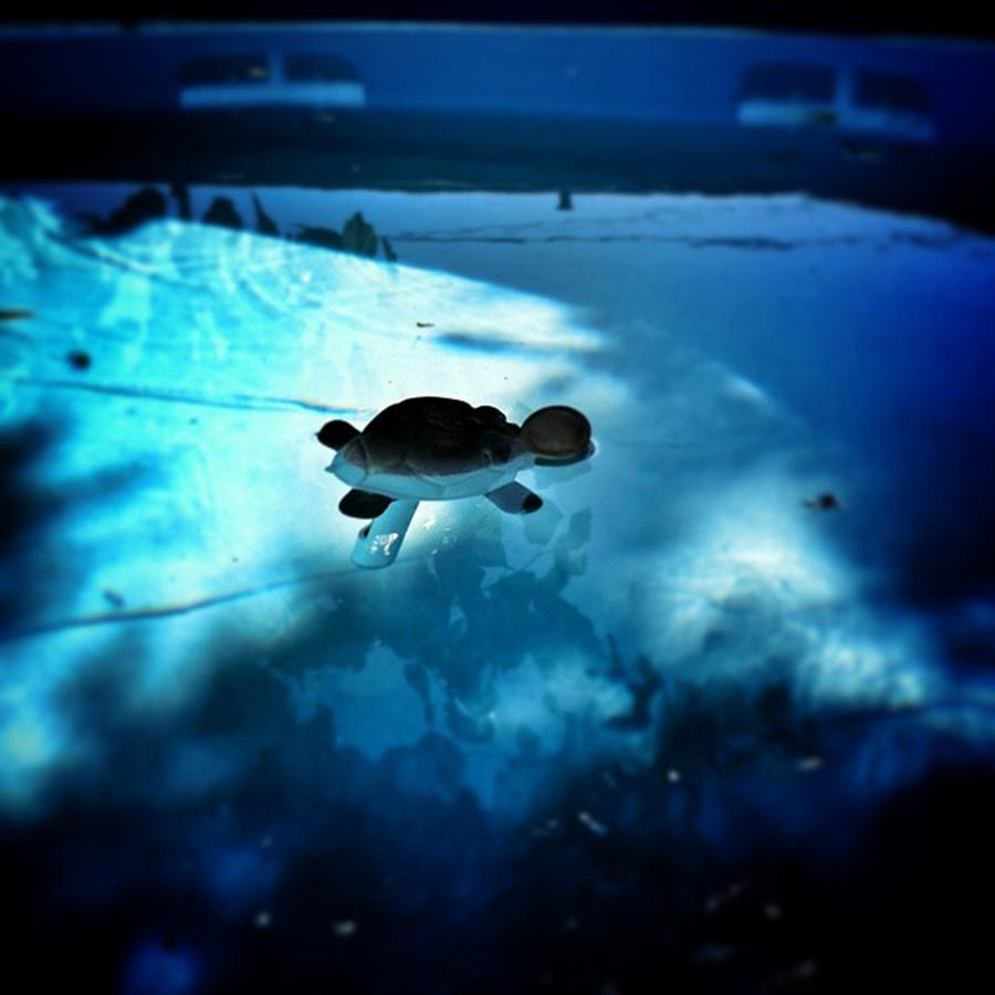 Turtle Photograph - Great Atuin by Rafa Rivas